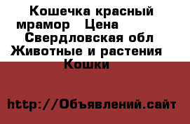 Кошечка красный мрамор › Цена ­ 8 000 - Свердловская обл. Животные и растения » Кошки   